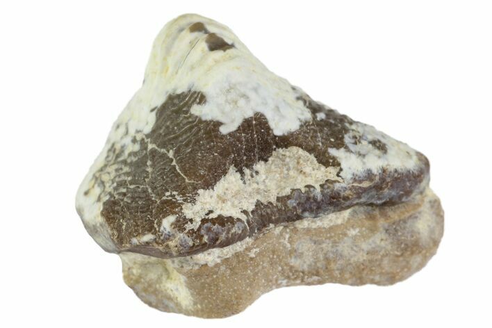 Fossil Crusher Shark (Ptychodus) Tooth - Kansas #152355